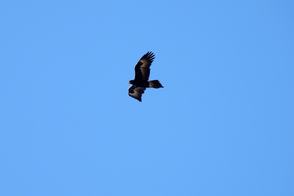 Wedge-tailed Eagle - ML638473808