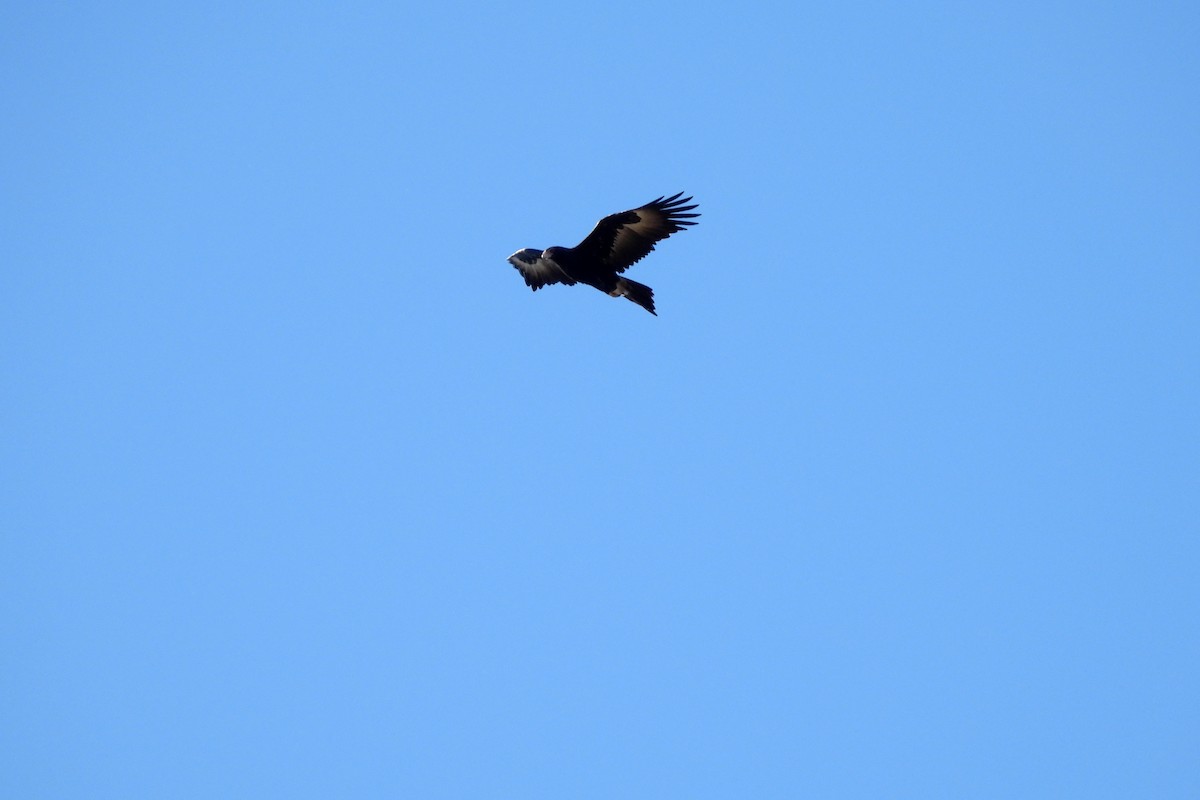 Wedge-tailed Eagle - ML638473809