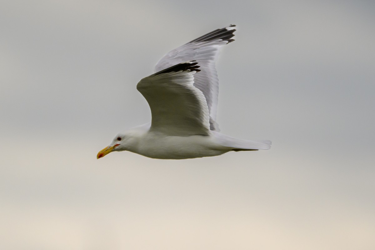 California Gull - ML638473810