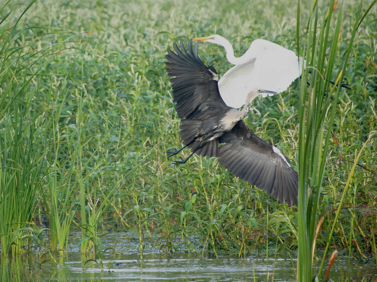Pacific Heron - ML638473834