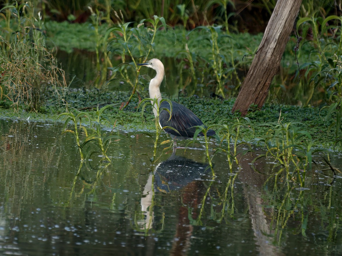 Pacific Heron - ML638473838