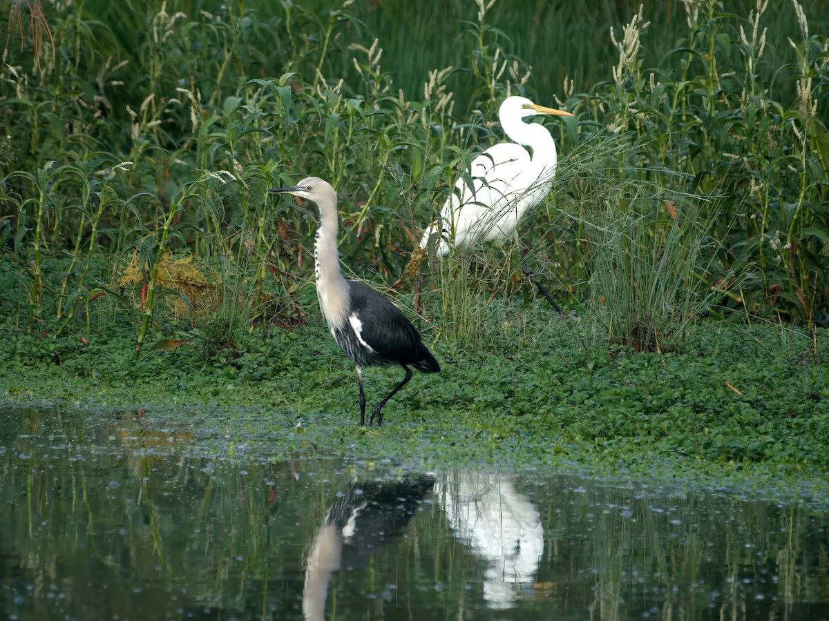 Pacific Heron - ML638473839
