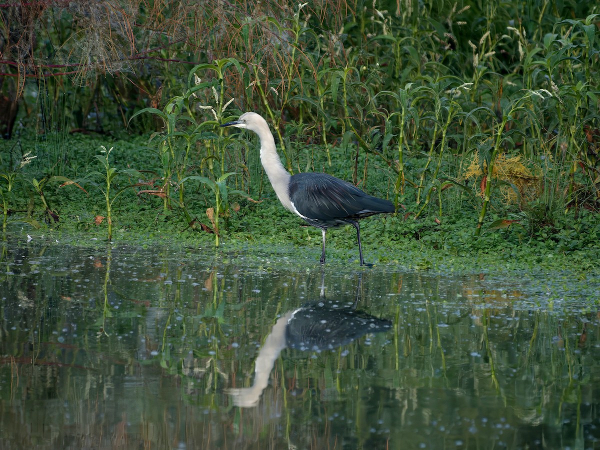 Pacific Heron - ML638473840