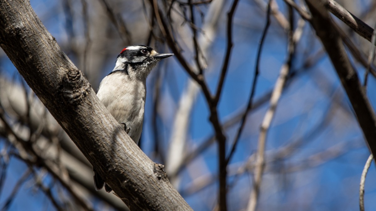 Downy Woodpecker - ML638473841
