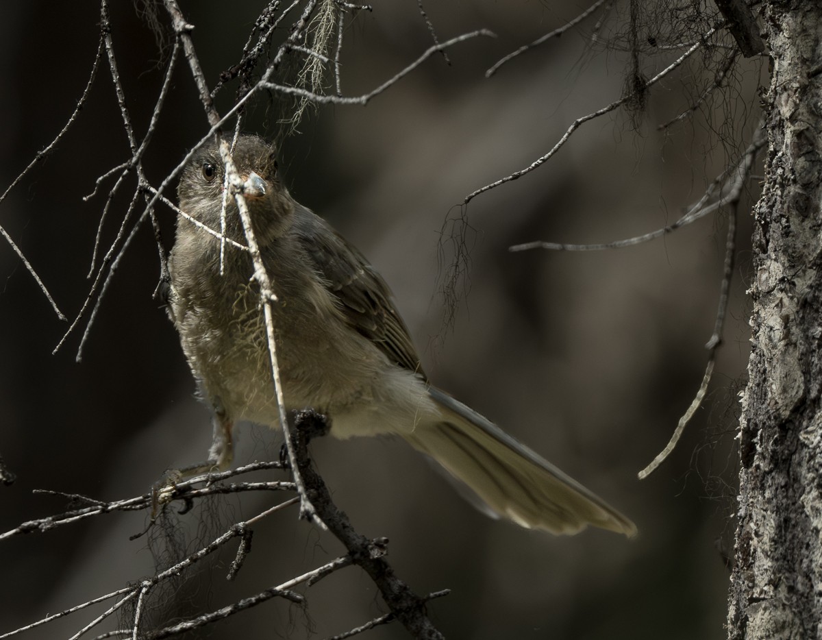 カナダカケス - ML638473855