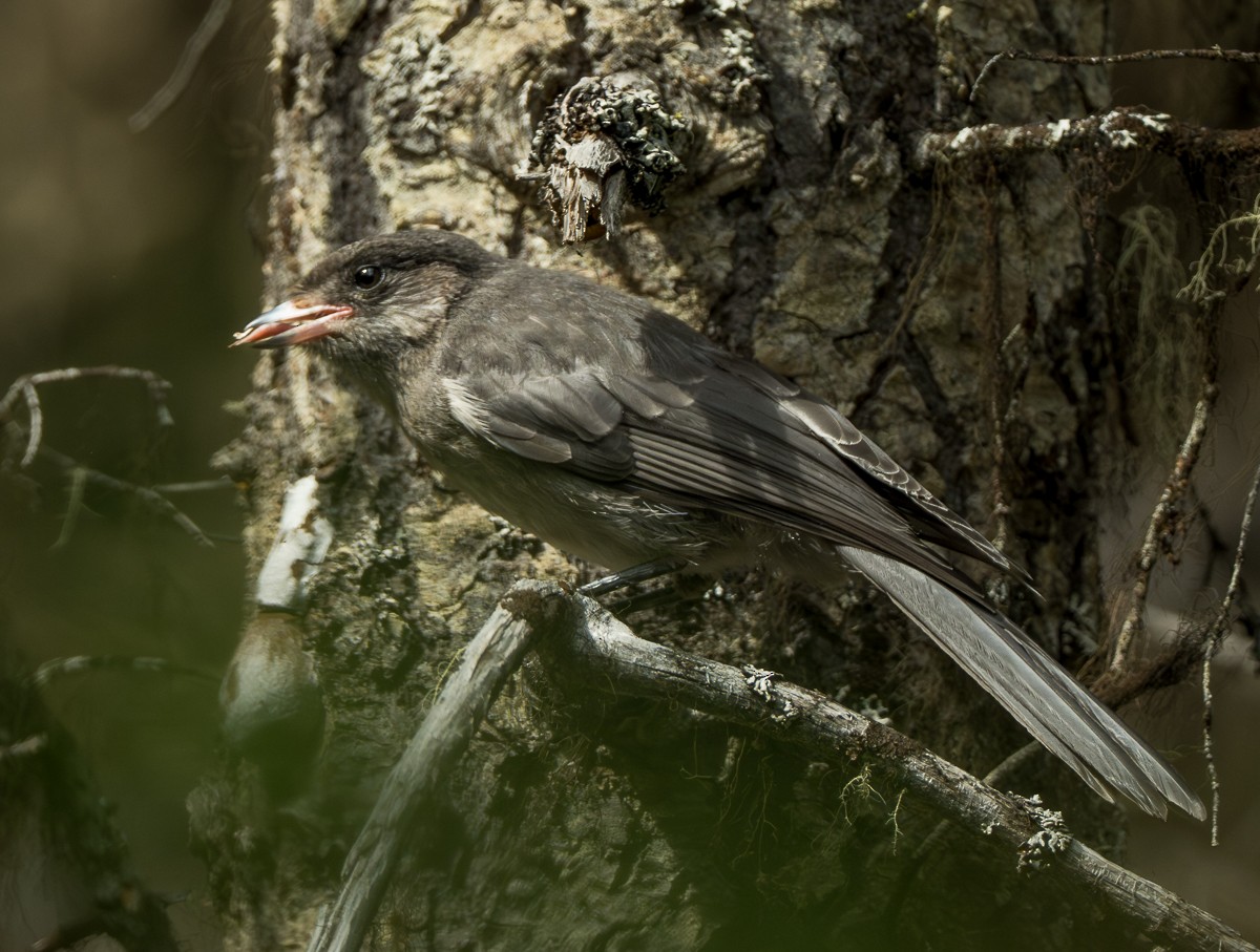 カナダカケス - ML638473856
