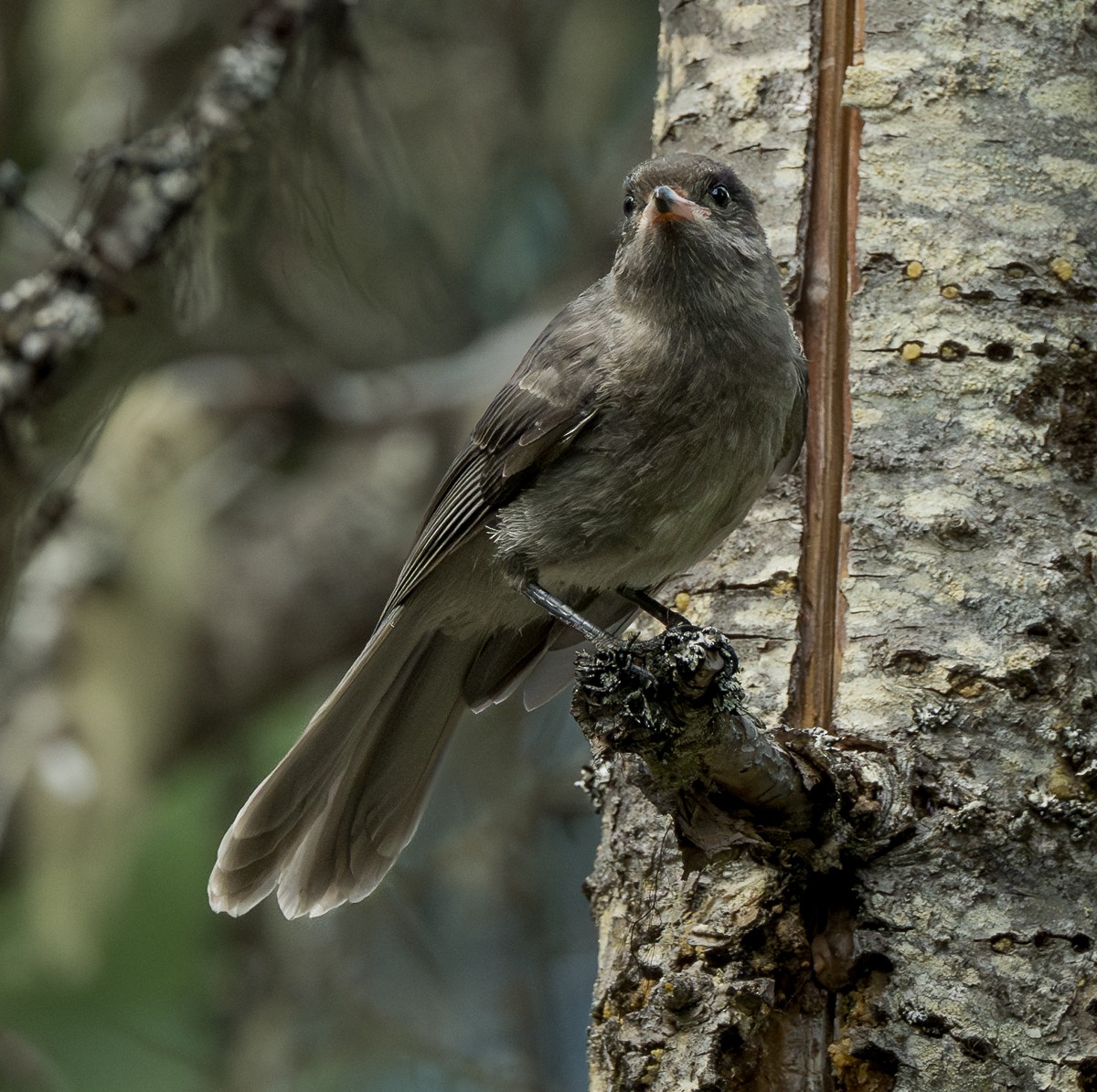 カナダカケス - ML638473857