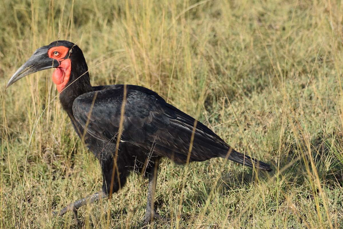 Southern Ground-Hornbill - ML638473859
