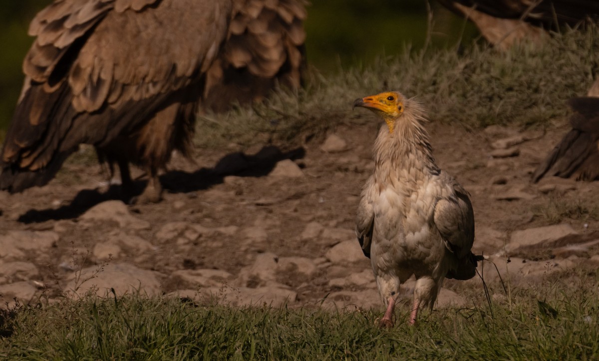 Egyptian Vulture - ML638473860