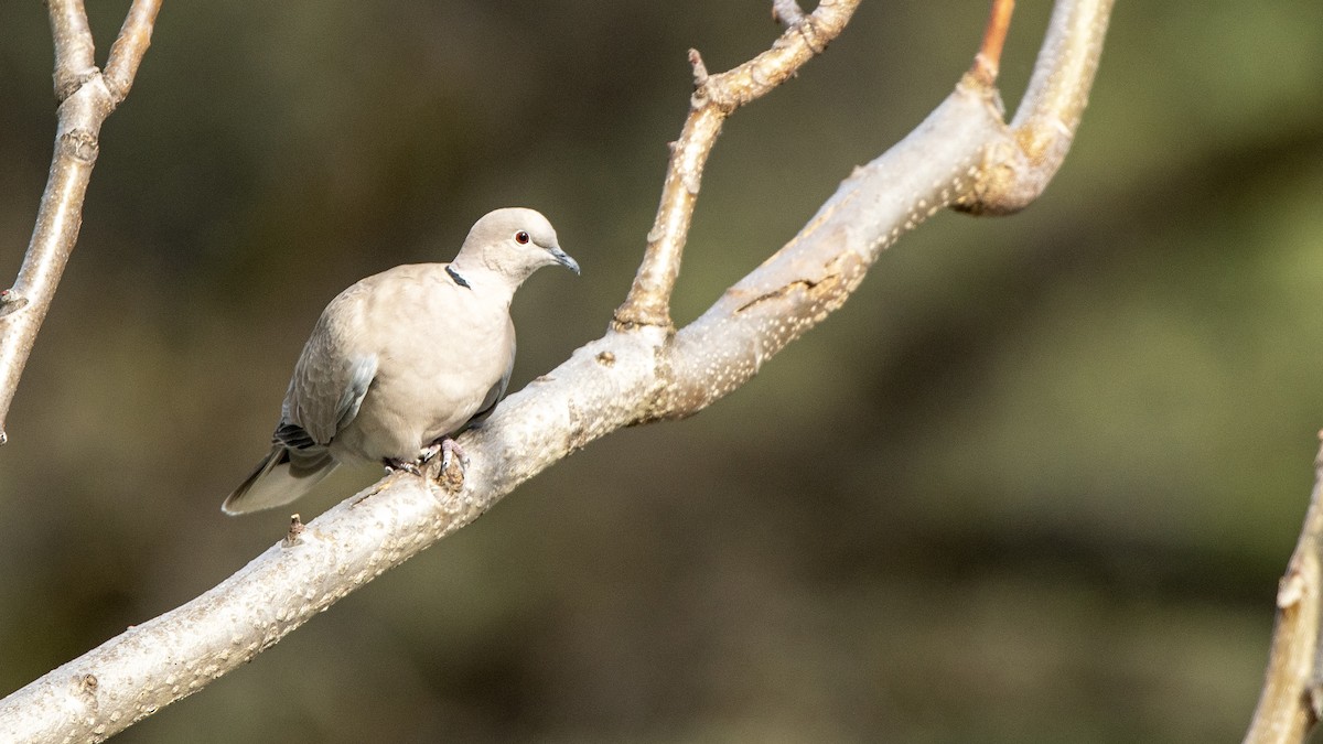Eurasian Collared-Dove - ML638473865