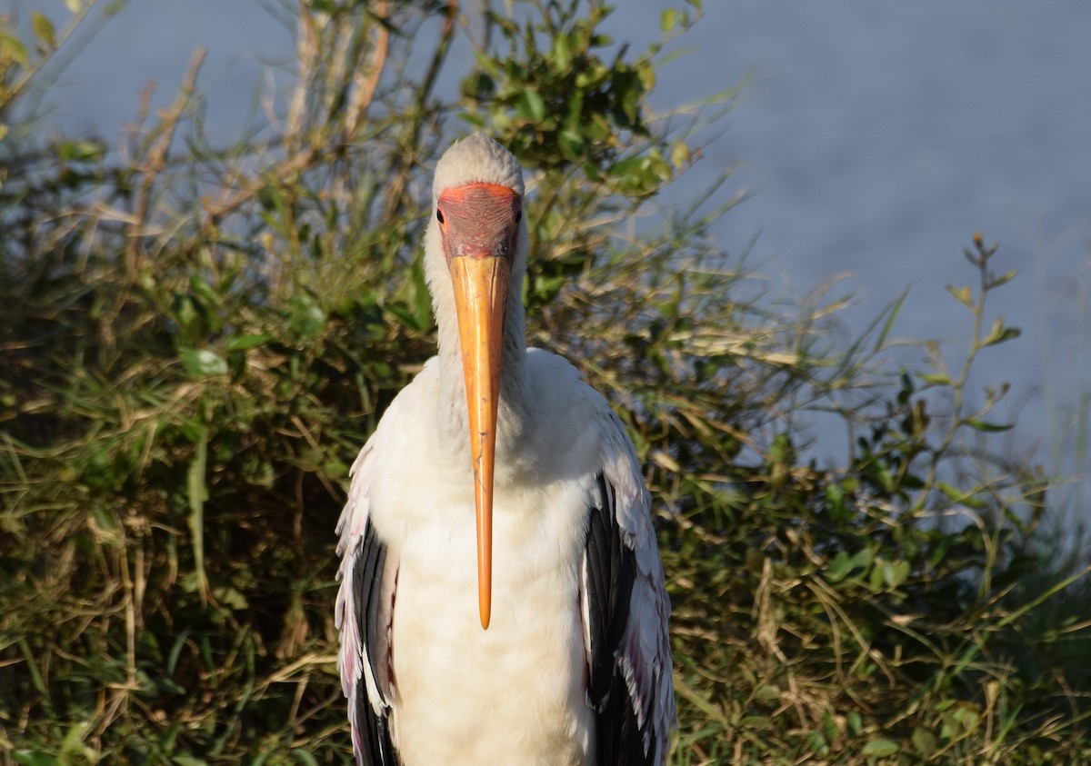 Yellow-billed Stork - ML638473866