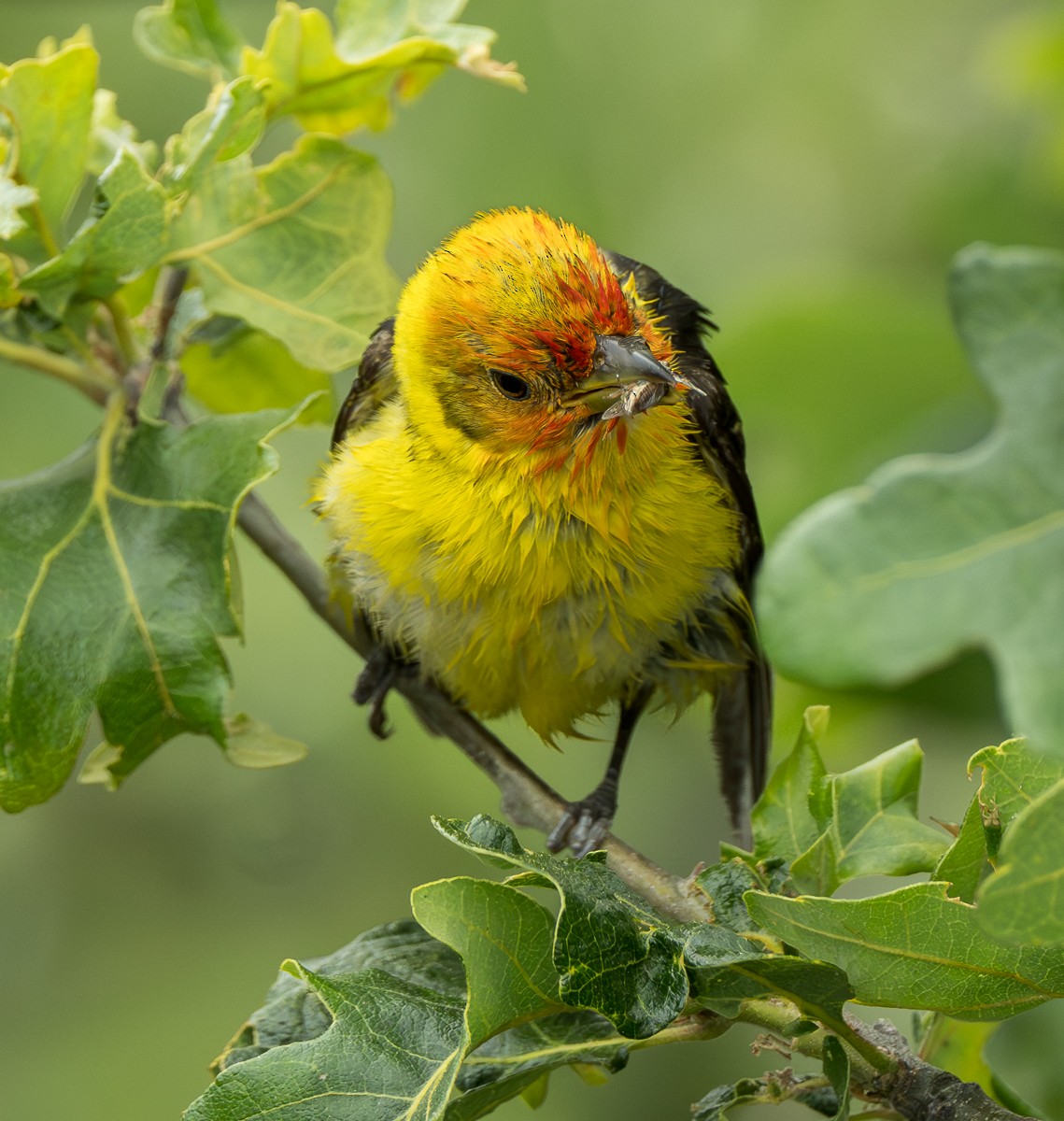 Western Tanager - ML638473869