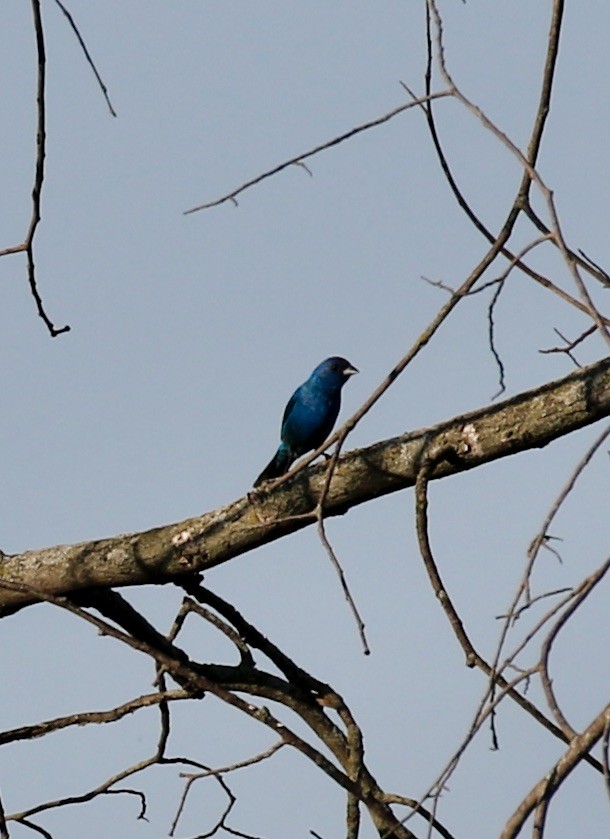 Indigo Bunting - ML638473871