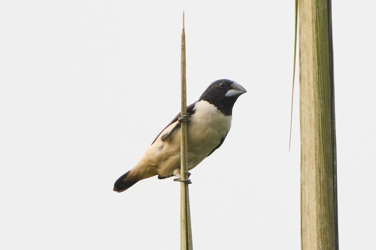 Magpie Mannikin - ML638473872