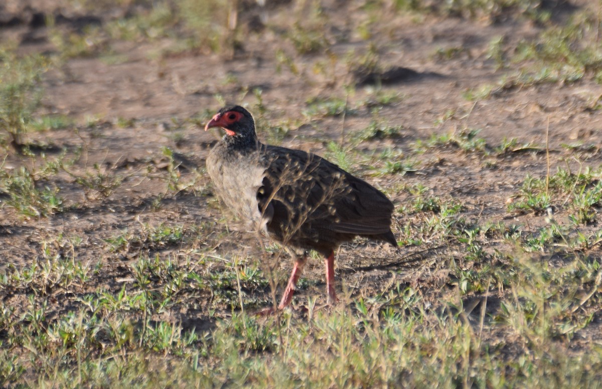 Red-necked Spurfowl - ML638473874