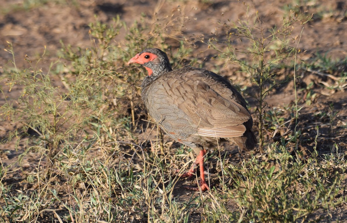 Red-necked Spurfowl - ML638473875