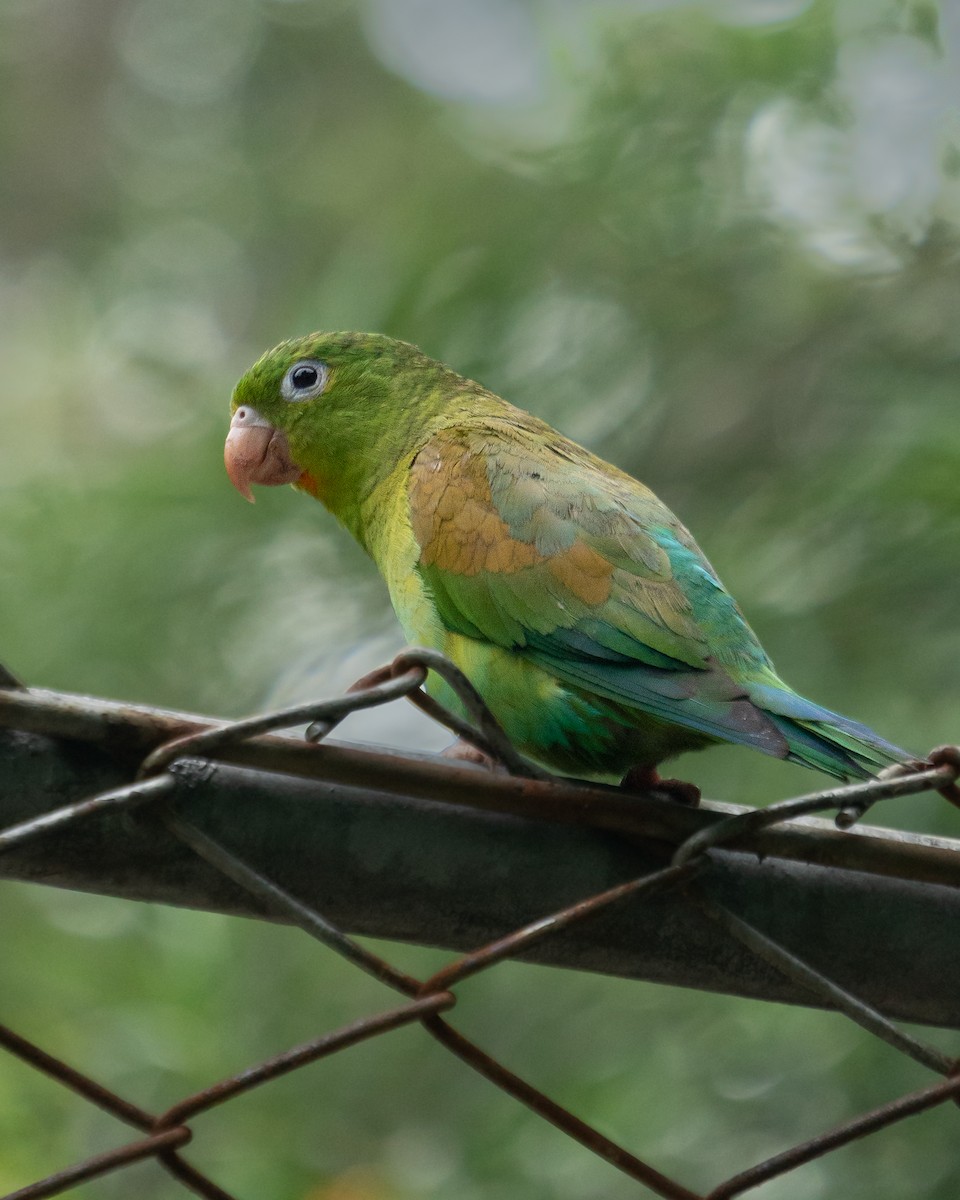 Orange-chinned Parakeet - ML638473876