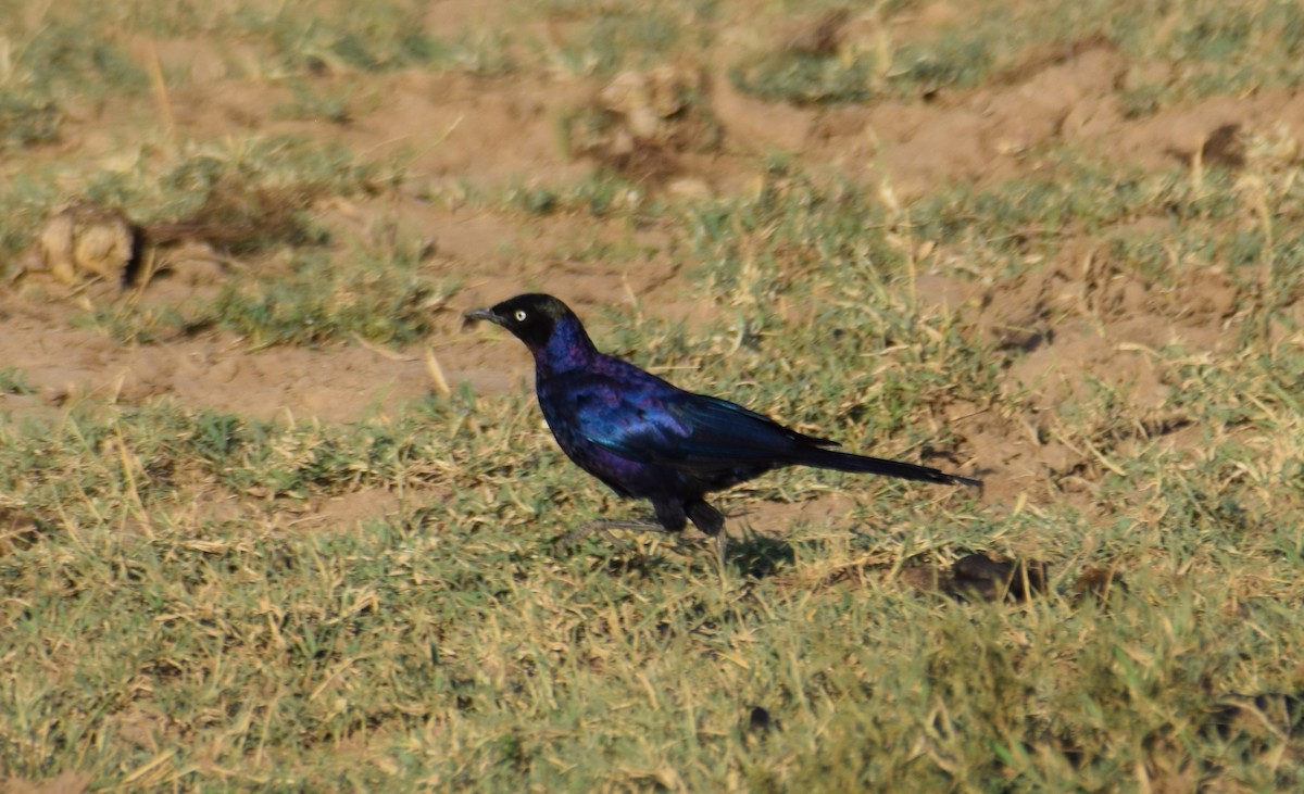 Rüppell's Starling - ML638473877