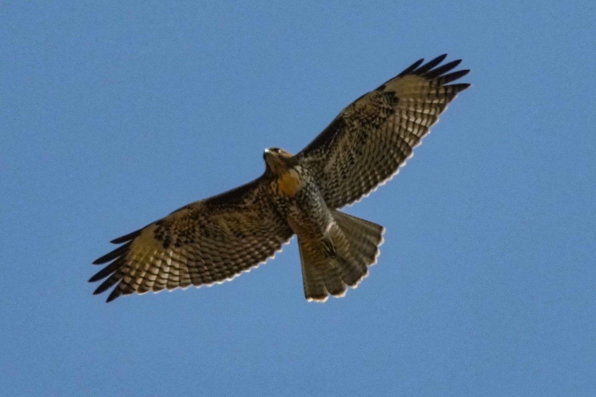 Red-tailed Hawk - ML638473878
