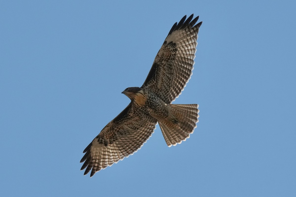 Red-tailed Hawk - ML638473880