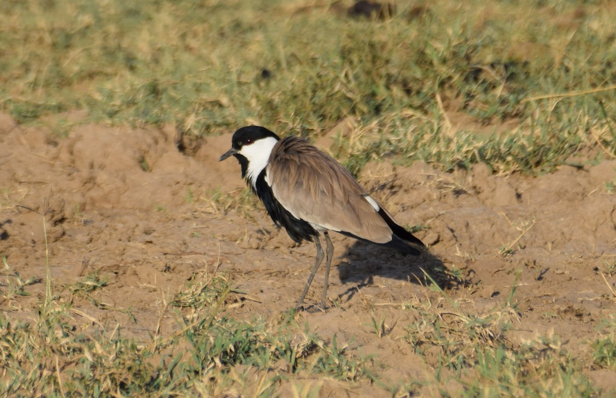 Spur-winged Lapwing - ML638473881