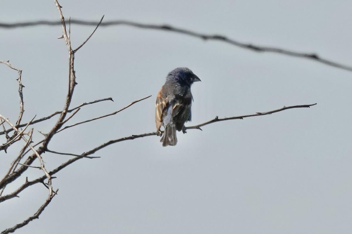 Blue Grosbeak - ML638473882