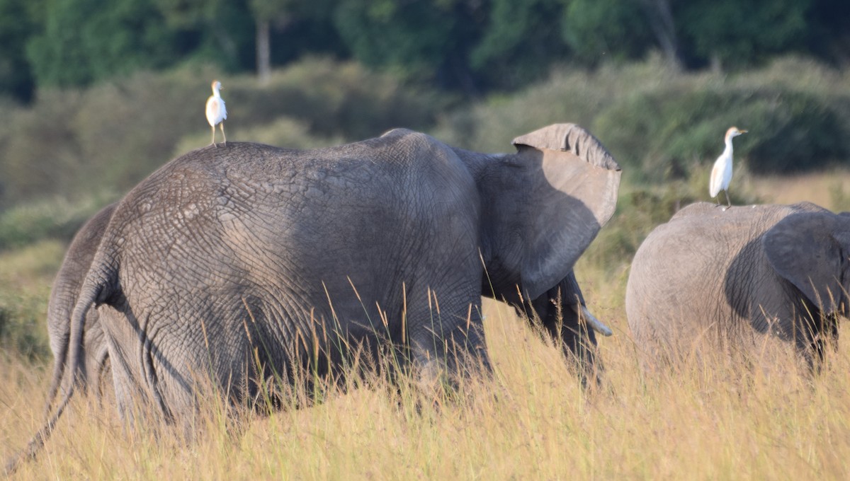 Western Cattle-Egret - ML638473883