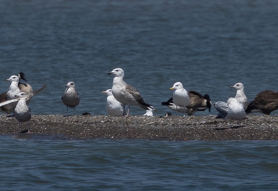 Great Black-backed Gull - ML638473884