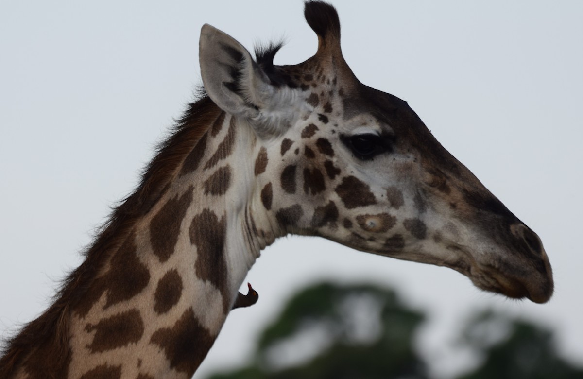 Red-billed Oxpecker - ML638473886