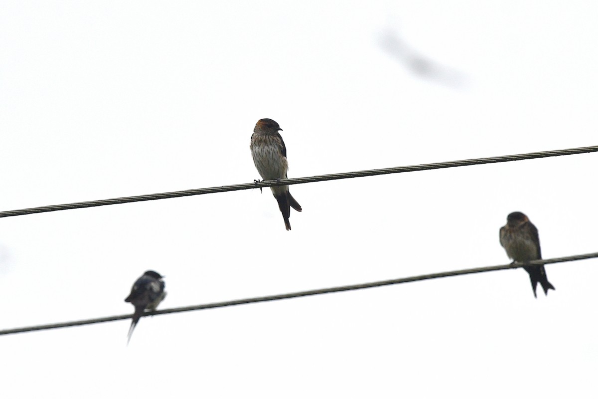 Eastern Red-rumped Swallow (Striated) - ML638473905