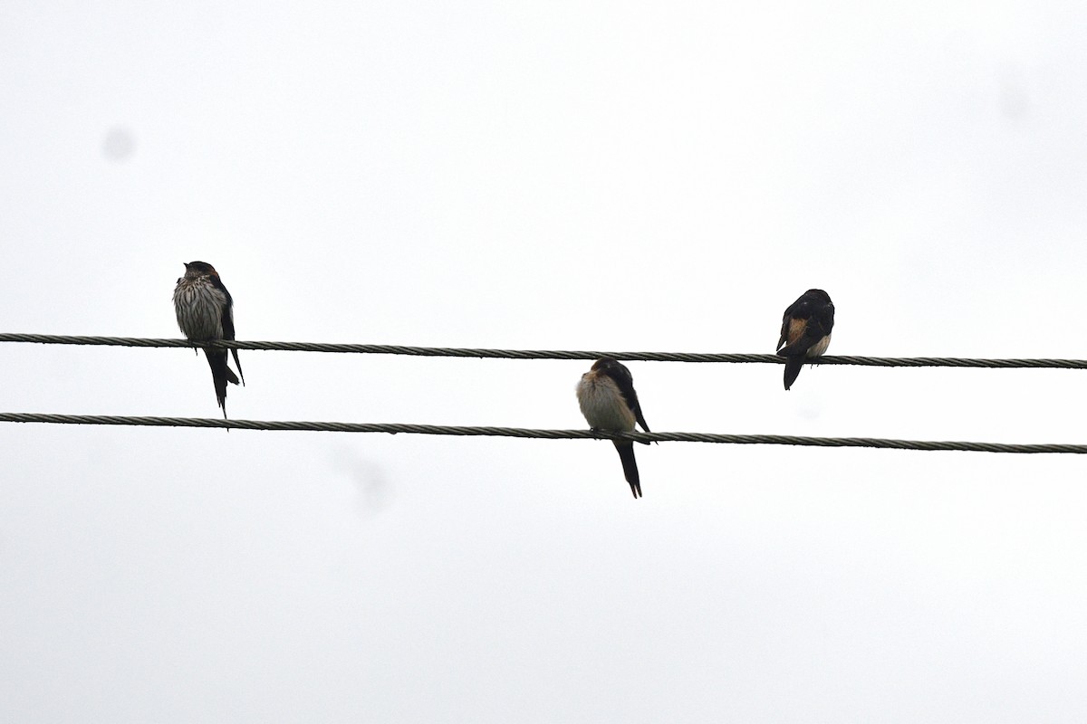 Eastern Red-rumped Swallow (Striated) - ML638473906