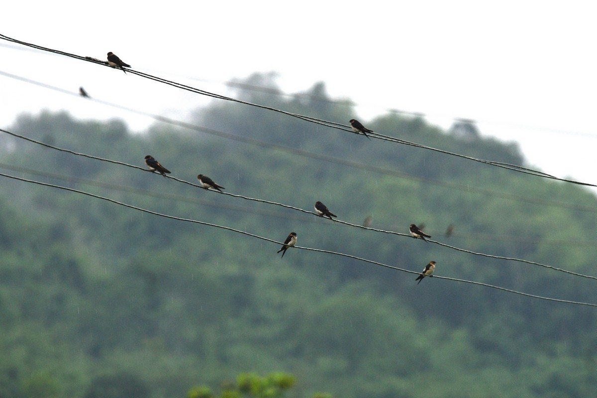 Eastern Red-rumped Swallow (Striated) - ML638473907