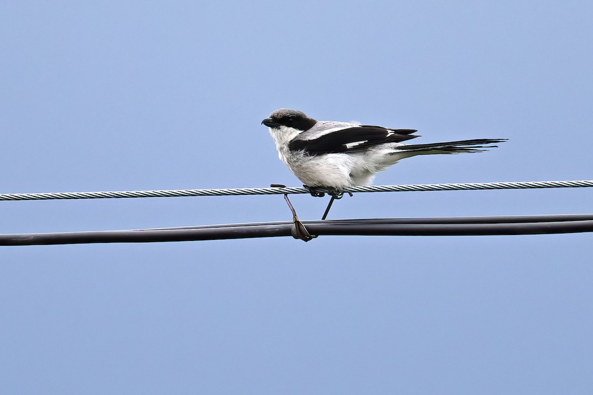 Giant Shrike - ML638473911