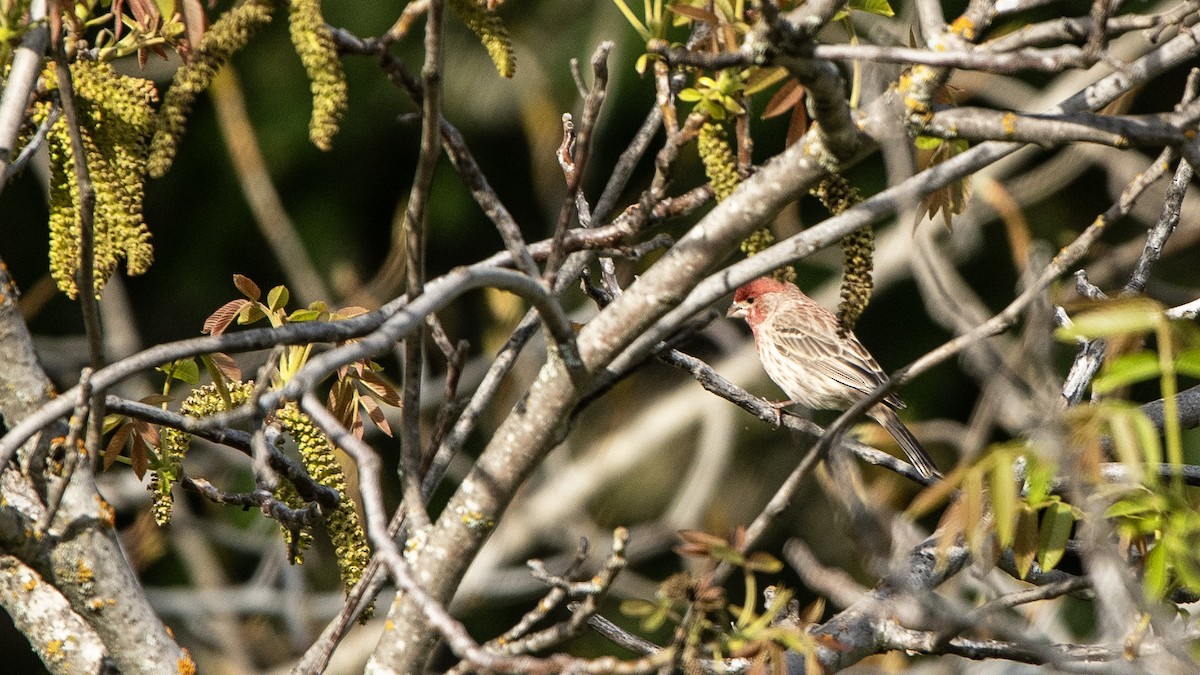 House Finch - ML638473941
