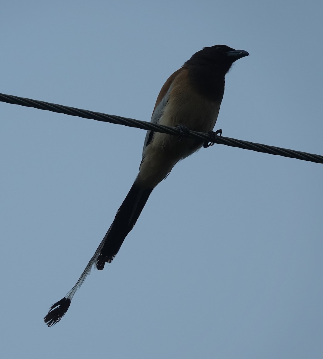Rufous Treepie - ML638473958