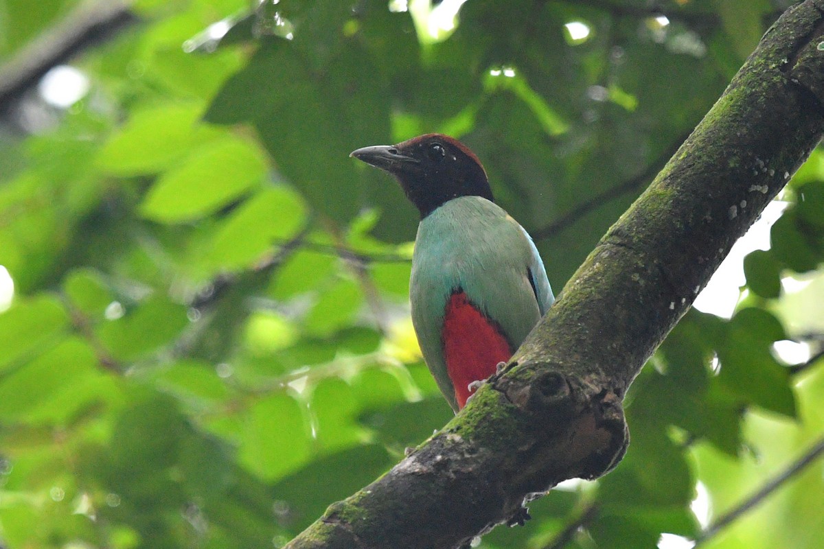 Western Hooded Pitta - ML638473962