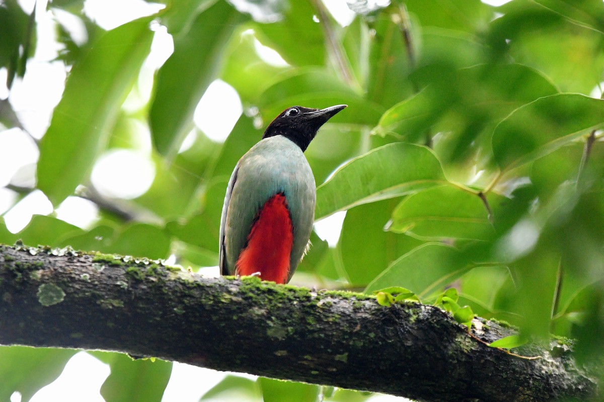 Western Hooded Pitta - ML638473964