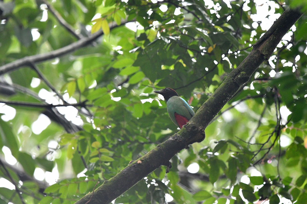 Western Hooded Pitta - ML638473966