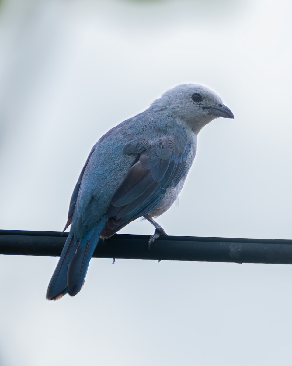 Blue-gray Tanager - ML638473967
