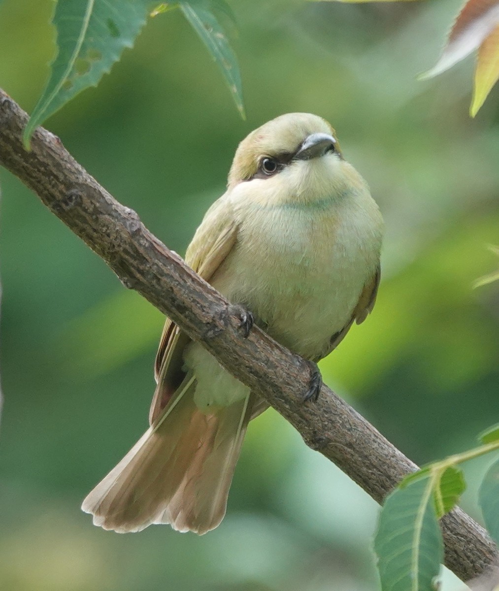 Asian Green Bee-eater - ML638473971