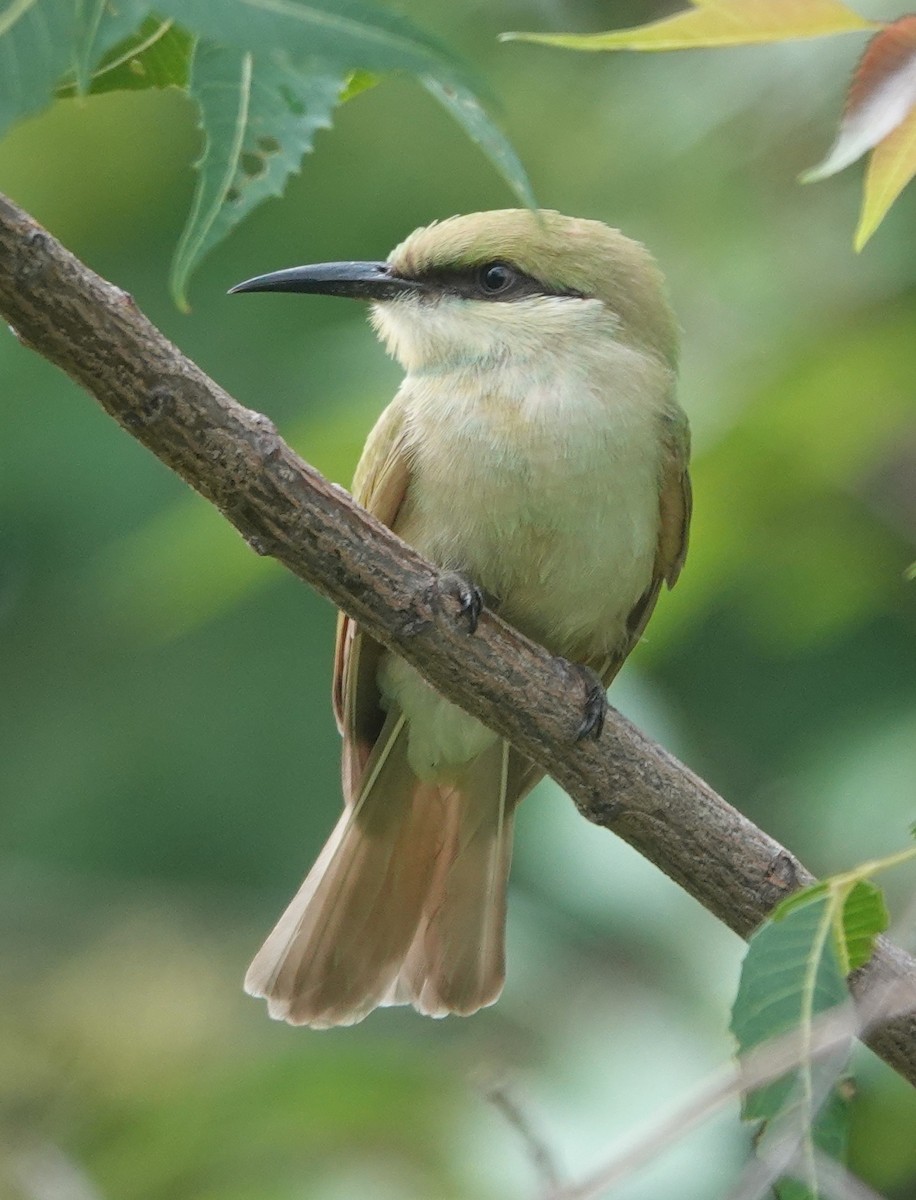 Asian Green Bee-eater - ML638473973
