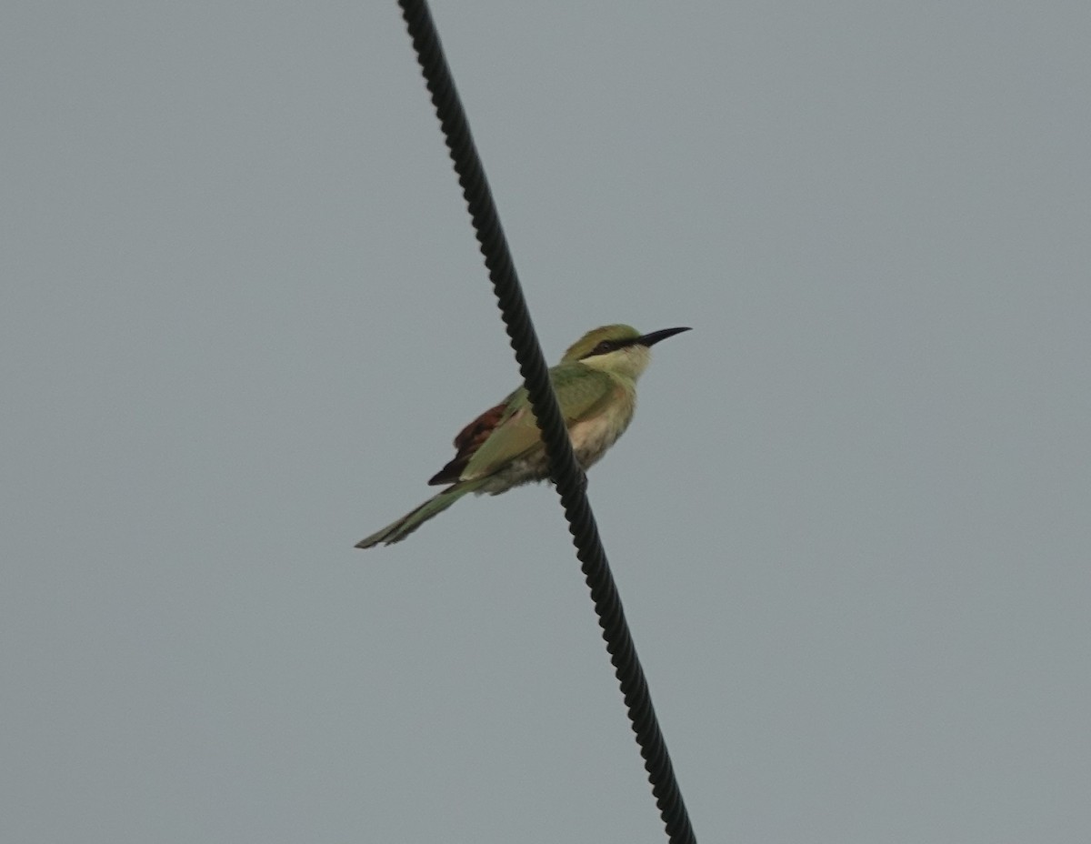 Asian Green Bee-eater - ML638473975