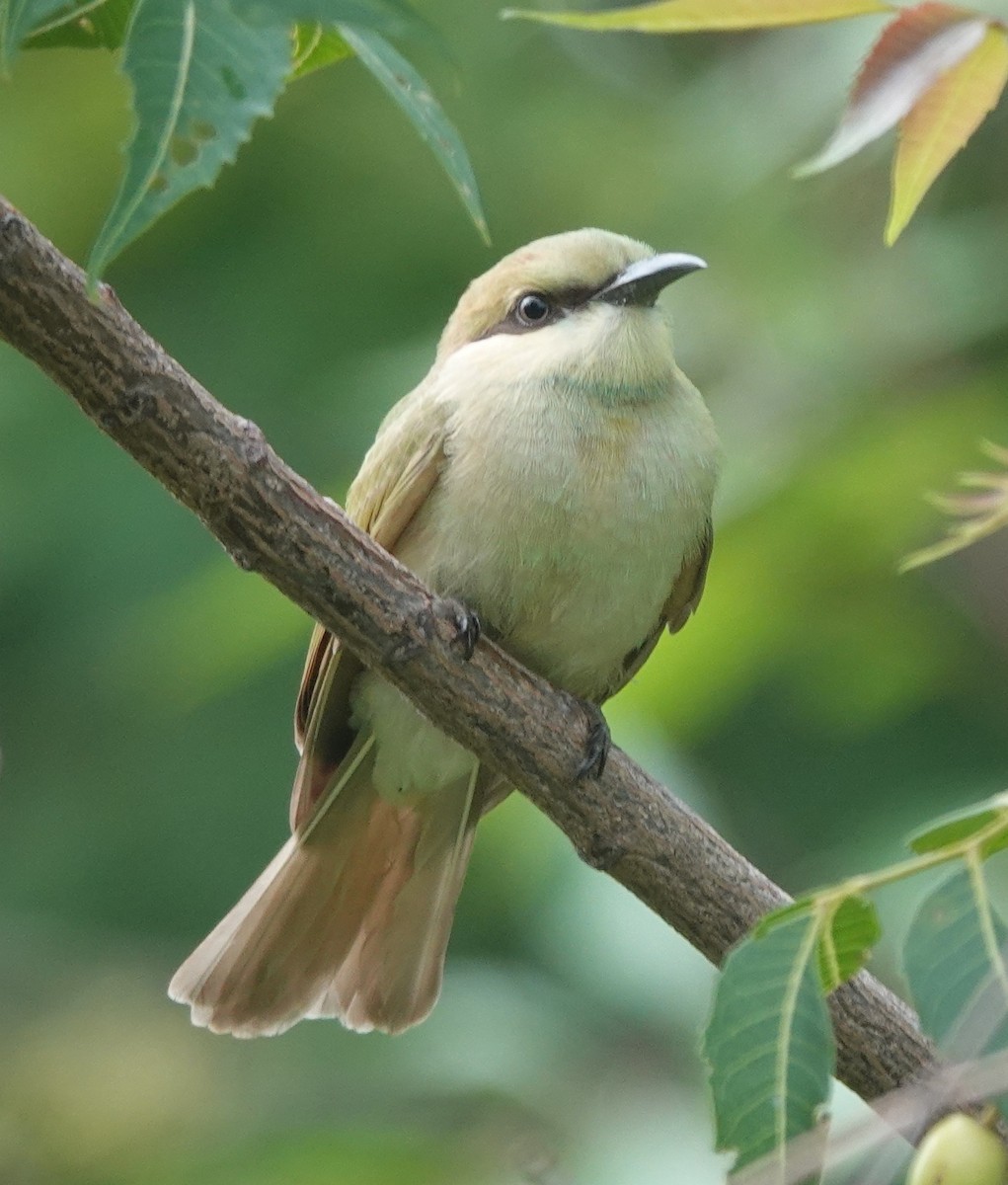 Asian Green Bee-eater - ML638473976