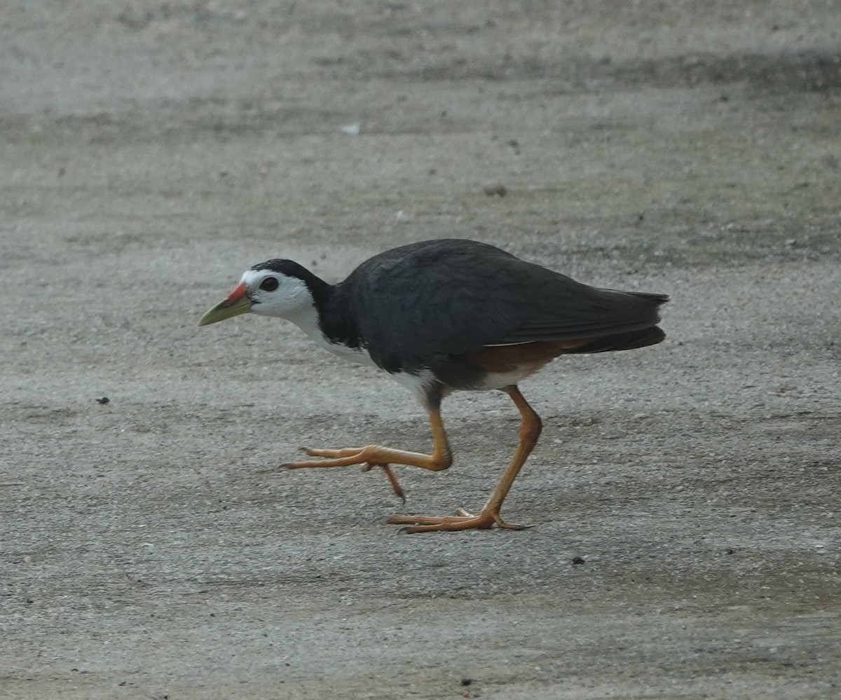 White-breasted Waterhen - ML638473977