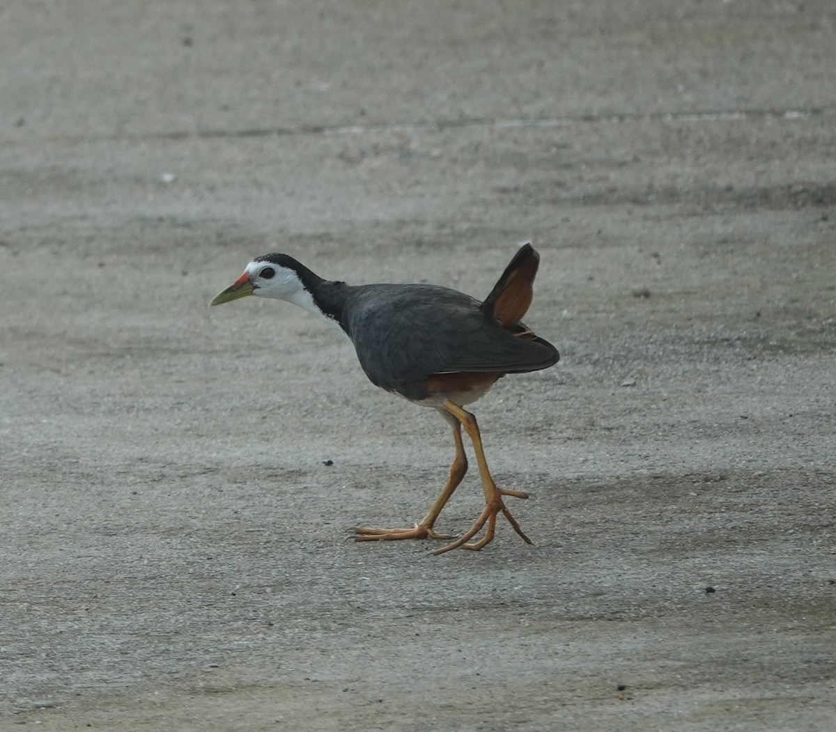 White-breasted Waterhen - ML638473979