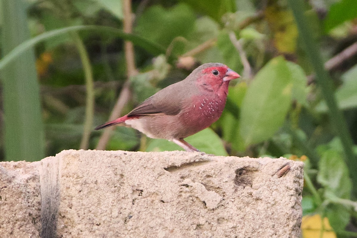 Bar-breasted Firefinch - ML638473980