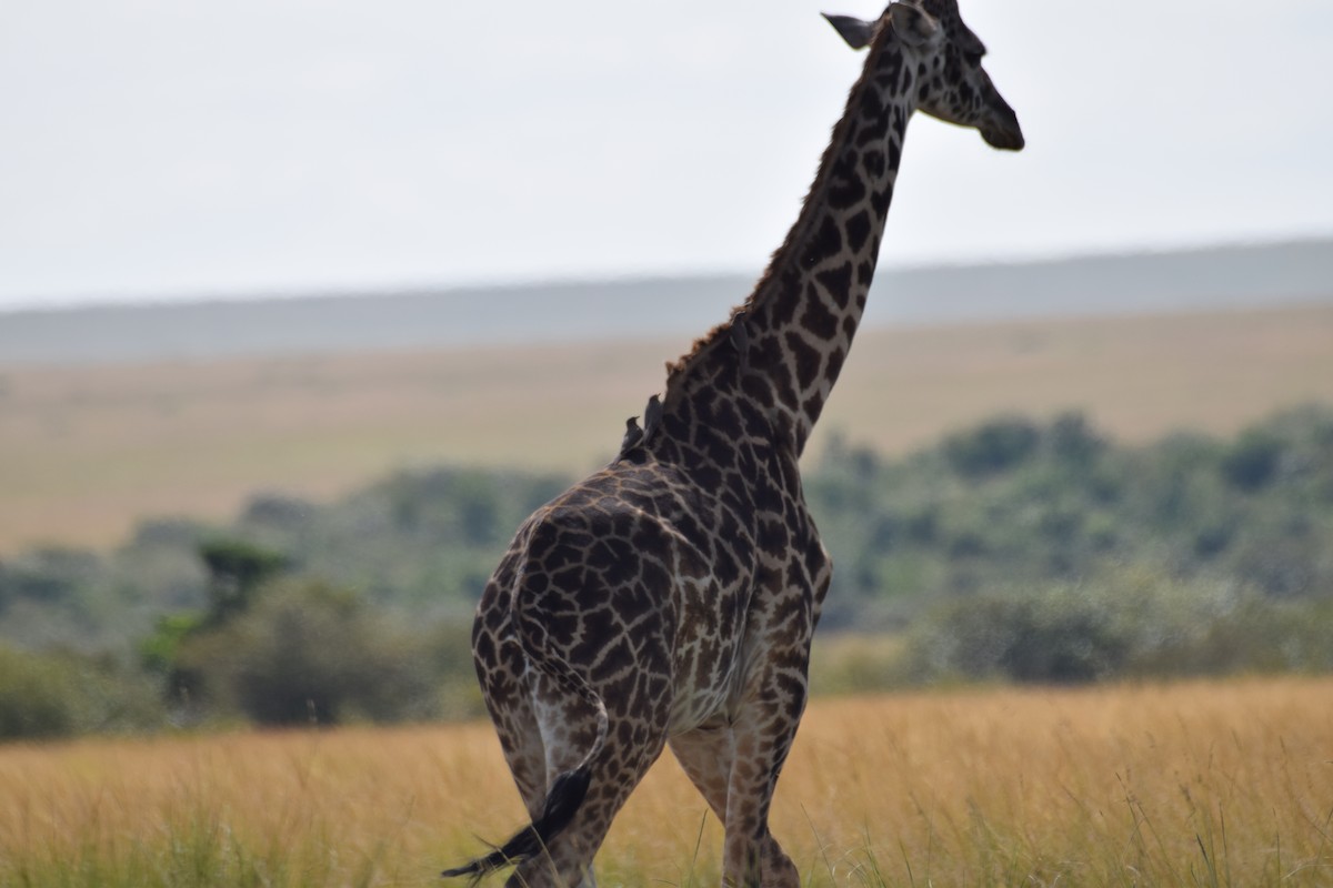 Yellow-billed Oxpecker - ML638473981
