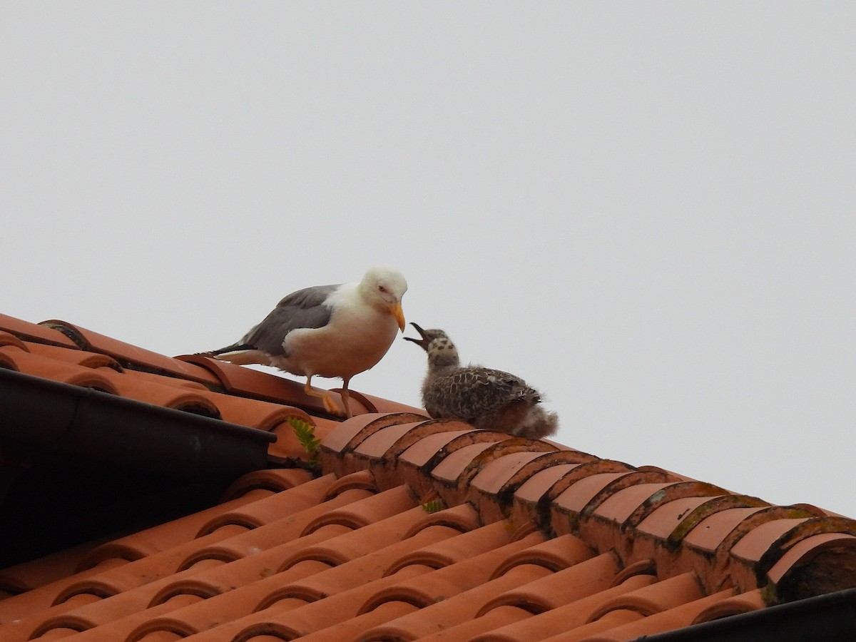 Yellow-legged Gull - ML638473982