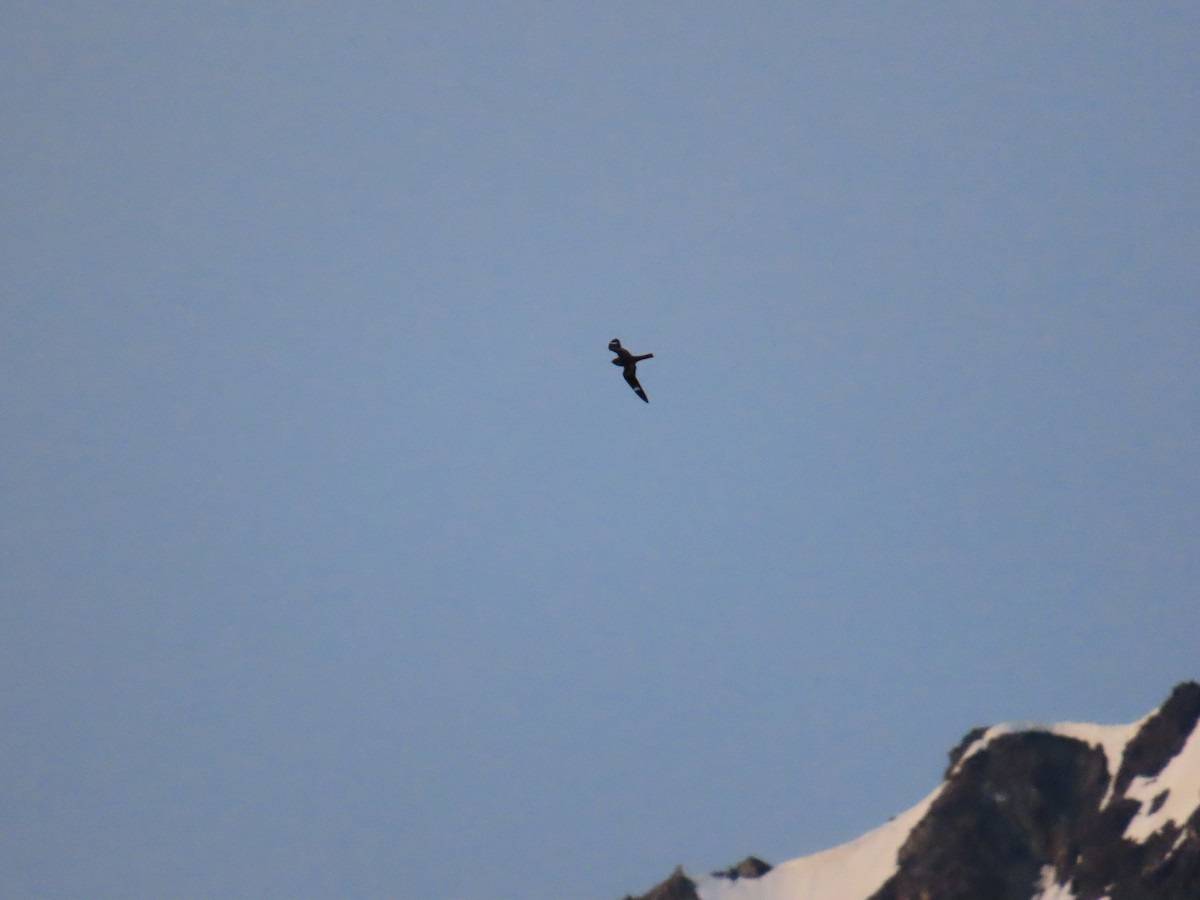 Common Nighthawk - ML638473986