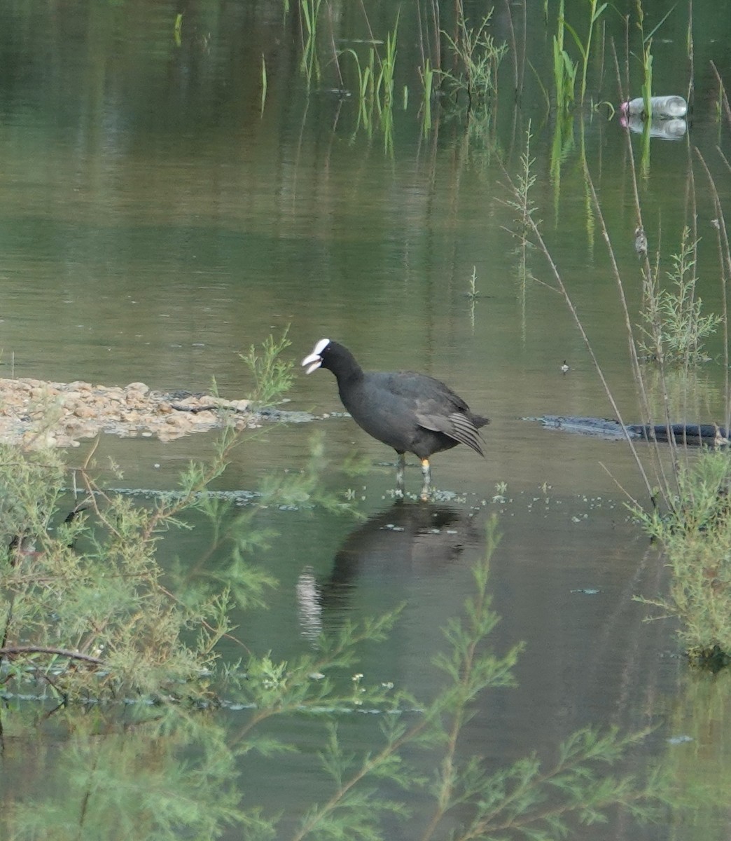 Eurasian Coot - ML638473987